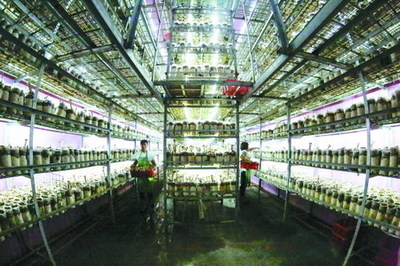 衢州翔龍農(nóng)業(yè)以反滲透膜技術(shù)提升豬肚菇品質(zhì)，引領(lǐng)綠色栽培新趨勢(shì)